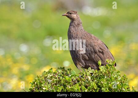 Cape Francolin (Pternistis capensis), West Coast National Park, Langebaan, Western Cape, South Africa Stock Photo