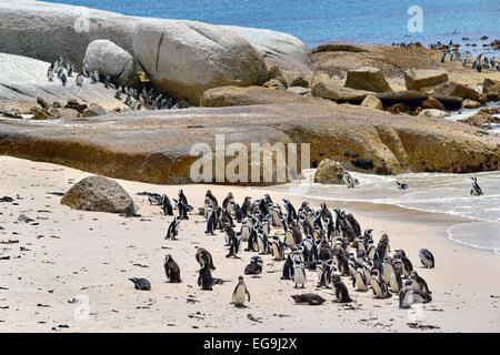 Jackass Penguins (Spheniscus demersus), colony, Table Mountain National Park, The Boulders, Simon's Town, Western Cape Stock Photo
