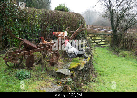Free range chickens hens with cockerel rooster perch on an old rusty in a smallholding rural garden by a gate in Carmarthenshire, West Wales UK  KATHY DEWITT Stock Photo