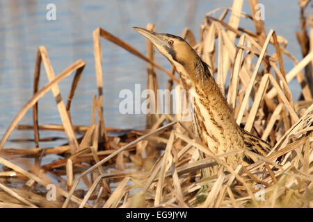 Great Bittern. London Wetland Centre. Barnes, London UK Stock Photo