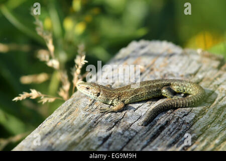 Common Lizard basking in the sun. London Wetland Centre UK Stock Photo