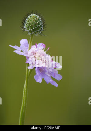 Field scabious (Knautia Arvensis) flower with seed pod, growing wild in Northumberland. Stock Photo