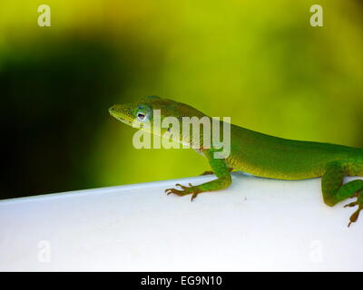 Green little lizard sitting on a white surface Stock Photo