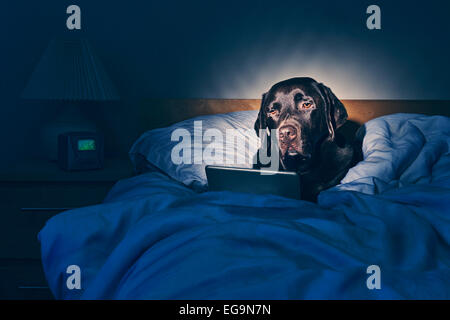 Labrador on Tablet Computer in Bed Stock Photo