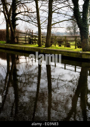 Tree Reflections in Ripon Canal at Rhodesfield Lock Ripon North Yorkshire England Stock Photo