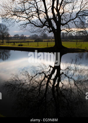 Winter Tree Silhouette Reflected in Still Water Ripon Canal North Yorkshire England Stock Photo