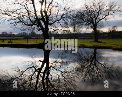 Winter Trees Reflected in Still Water Ripon Canal North Yorkshire England Stock Photo