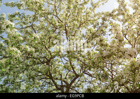 apple tree covered with white flowers Stock Photo