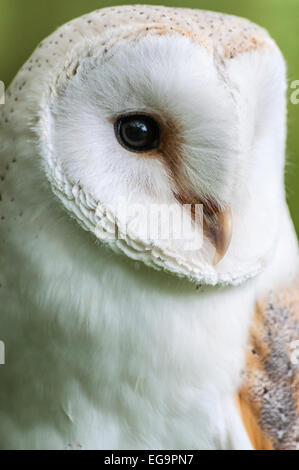 Barn Owl head and upper body, looking to one side