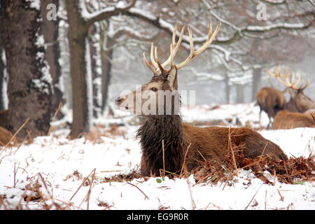 Red deer stag in snow in Richmond Park, London Stock Photo