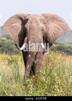 African Bush Elephant (Loxodonta africana), Murchinson Falls National Park, Uganda Stock Photo