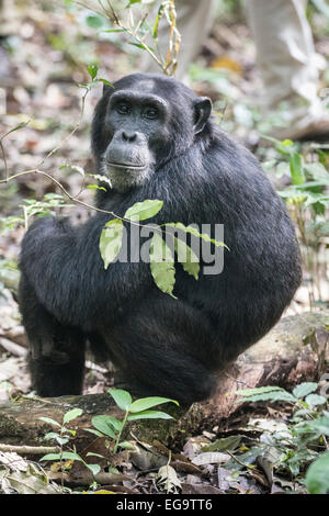 Eastern Chimpanzee (Pan troglodytes schweinfurthii), Kibale Forest, Uganda Stock Photo