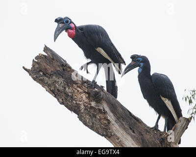 Abyssinian ground hornbills (Bucorvus abyssinicus), Murchinson Falls National Park, Uganda Stock Photo