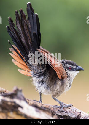 White-browed coucal (Centropus superciliosus), Queen Elizabeth National Park, Uganda Stock Photo