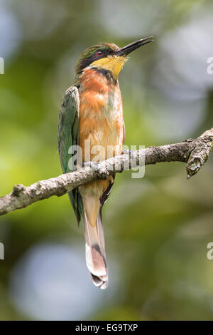 Cinnamon-chested bee-eater (Merops oreobates), Kisoro, Uganda Stock Photo