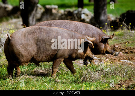 Iberian pigs holm oak forest Valle los Pedroches Villanueva de Cordoba Andalusia Spain cerdos ibericos en un encinar en el valle Stock Photo