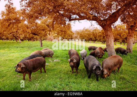 Iberian pigs holm oak forest Valle los Pedroches Villanueva de Cordoba Andalusia Spain cerdos ibericos en un encinar en el valle Stock Photo