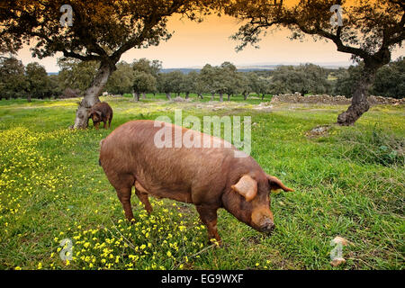 Iberian pigs holm oak forest Valle los Pedroches Villanueva de Cordoba Andalusia Spain cerdo ibericos en un encinar en el valle Stock Photo
