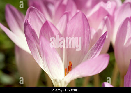 Autumn Crocus (Colchicum autumnale) closeup macro Stock Photo