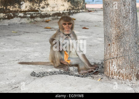 Monkey tied on a chain in Kon Tum, Vietnam, Asia. Stock Photo