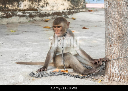 Monkey tied on a chain in Kon Tum, Vietnam, Asia. Stock Photo