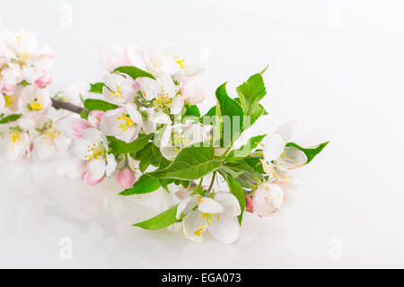 tree flower buds isolated on white background Stock Photo