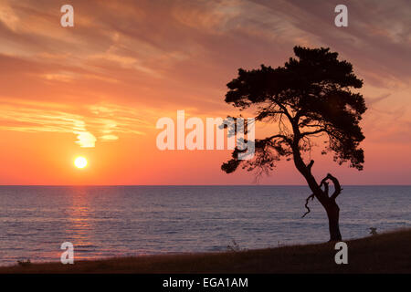 Scots pine (Pinus sylvestris), solitary tree along the coast silhouetted against sunrise over the sea Stock Photo
