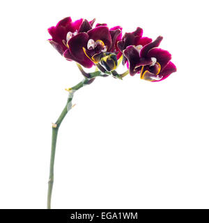 Blooming twig of dark-cherry orchid, phalaenopsis is isolated on white background Stock Photo