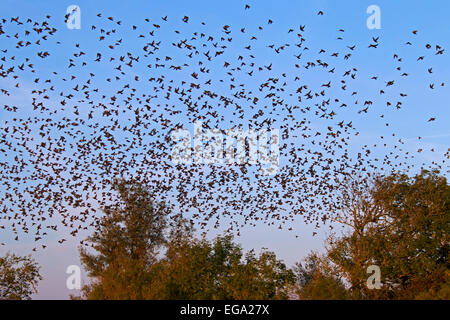 Common starlings / European starling (Sturnus vulgaris) flock taking off from tree in autumn Stock Photo