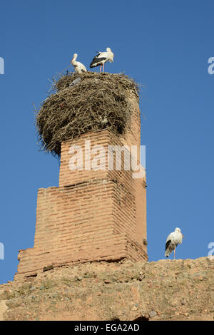 Storks nesting on the ruined walls of the El Badi Palace, Marrakech, Morocco Stock Photo