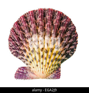cockleshell is isolated on white  background, closeup Stock Photo