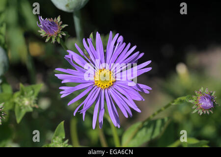 Aster amellus European Michaelmas Daisy, is a perennial herbaceous plant of the genus Aster, Stock Photo