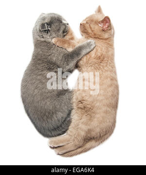 Scottish fold two kittens hugging sleep isolated on white background