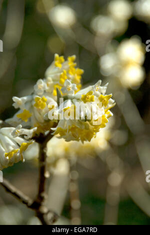 Edgeworthia chrysantha  Paper Plant Stock Photo