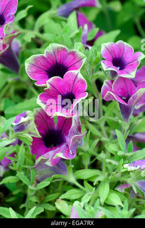 Petunia  cultivar : Pretty Much Picasso Stock Photo