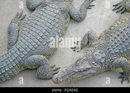 Endangered Siamese crocodiles at the Sampran Crocodile Farm, Nakhon Pathom, Thailand. Stock Photo