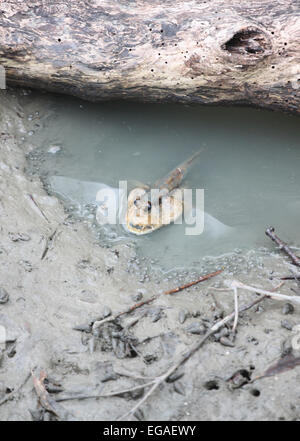 Mudskipper in mangrove forest of asia Thailand. Stock Photo