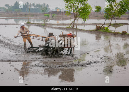 A farmer plowing before sowing, on a rice field flooded by rainwater during rainy season in Karawang, West Java, Indonesia. Stock Photo