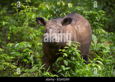 Sumatran rhino (2,5 years old) named Andatu at Sumatran Rhino Sanctuary in Way Kambas National Park. Stock Photo