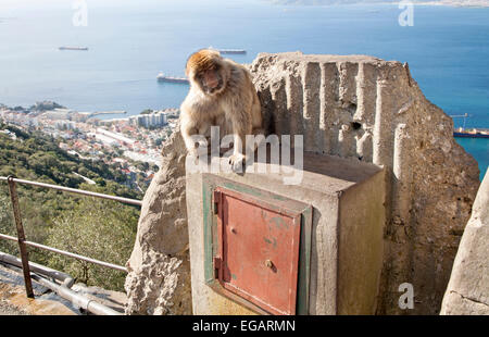 Barbary macaque apes, Gibraltar,  Gibraltar, British territory in southern Europe Stock Photo