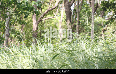 green grass in forest and the wind blows. Stock Photo