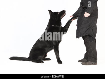 a young black Shepherd Dog standing in front of white background with his owner Stock Photo