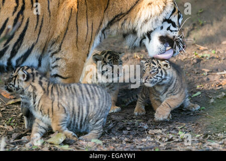 Cute Siberian Tiger Cubs from Hungary 