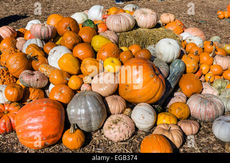 The Pumpkin Village in the fall, Dallas Arboretum and Botanical Garden, Texas, USA Stock Photo
