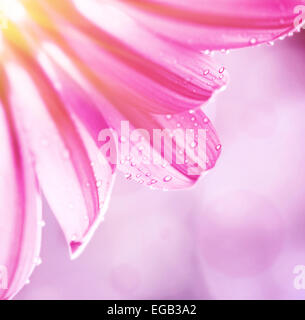Gentle pink floral border, beautiful gerbera on blur background, dew drops on tender flower petals, cute greeting card Stock Photo
