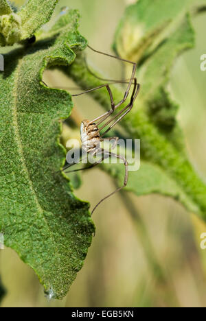 Common harvestman (Phalangium opilio) on a leaf, Tuscany, Italy Stock Photo
