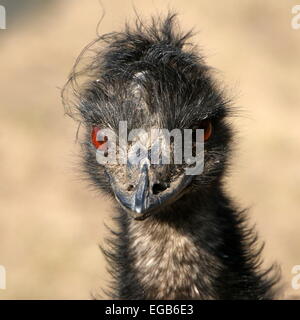 Detailed close-up of the head of a mature Australian Emu (Dromaius novaehollandiae) Stock Photo