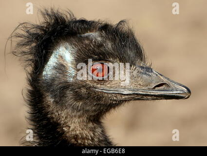 Detailed close-up of the head of a mature Australian Emu (Dromaius novaehollandiae), seen in profile Stock Photo