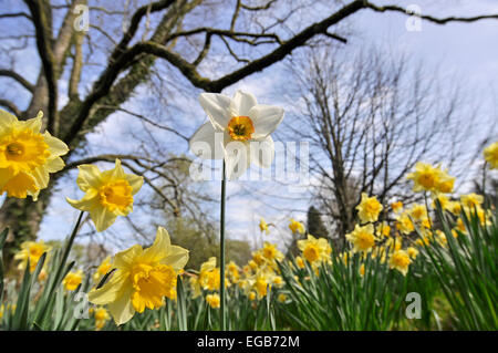 golden daffodils (and one lonely white one) in spring light Stock Photo