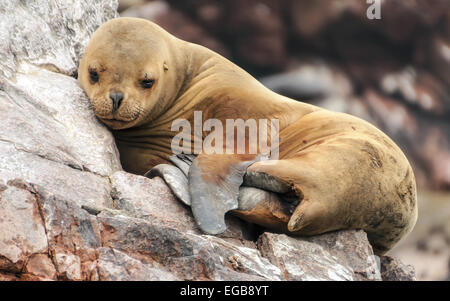 Sea lion cub sleeping on a rocky shore Stock Photo